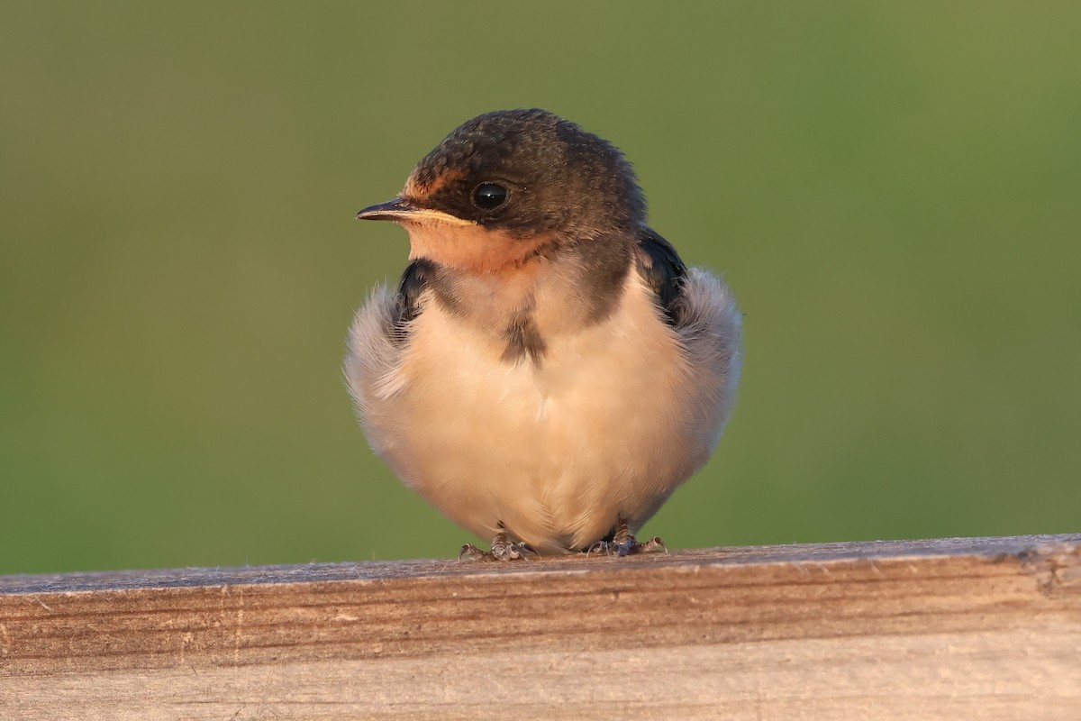 Barn Swallow - ML620098594