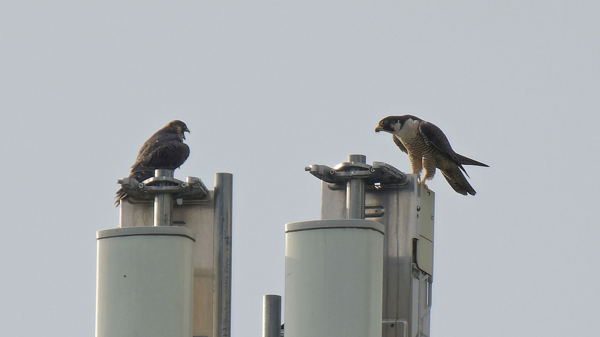 Peregrine Falcon - ML620098620