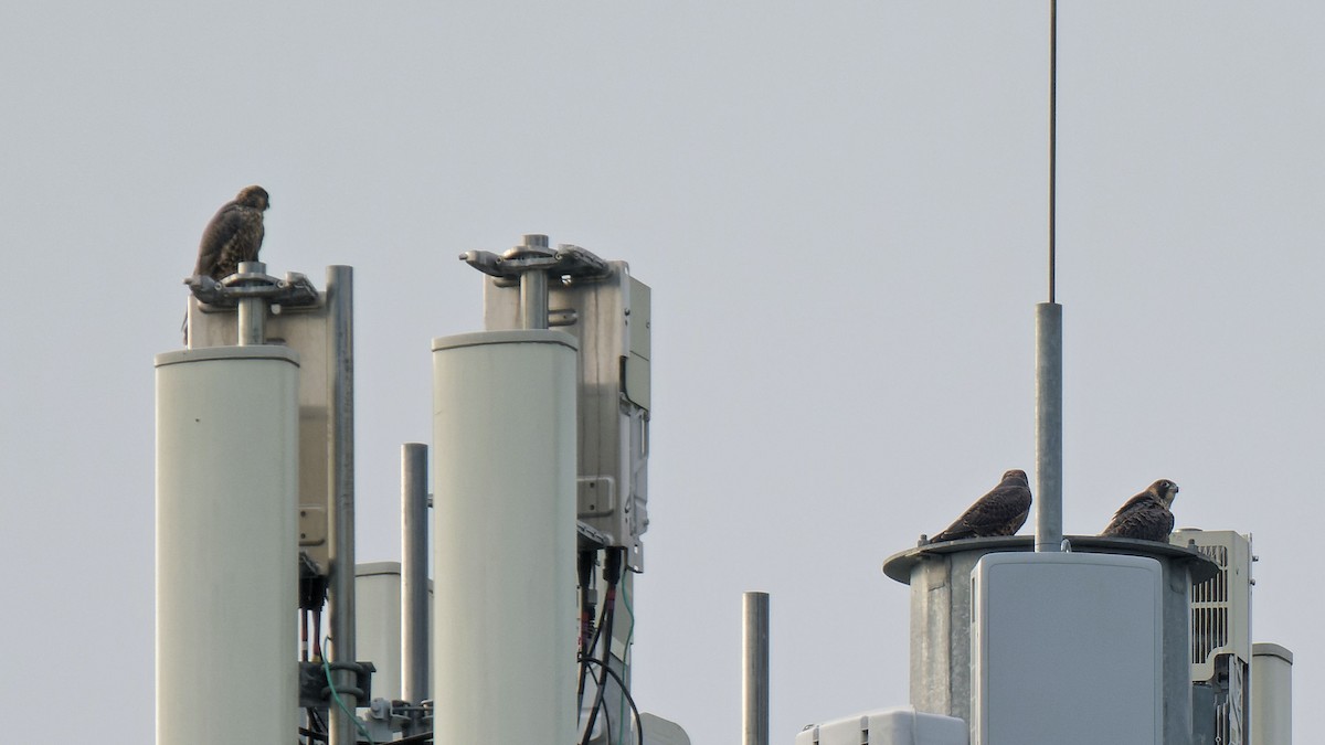 Peregrine Falcon - ML620098622