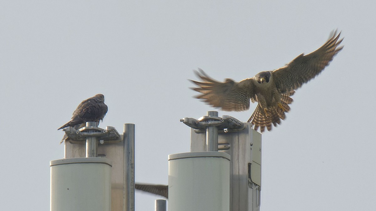 Peregrine Falcon - ML620098625