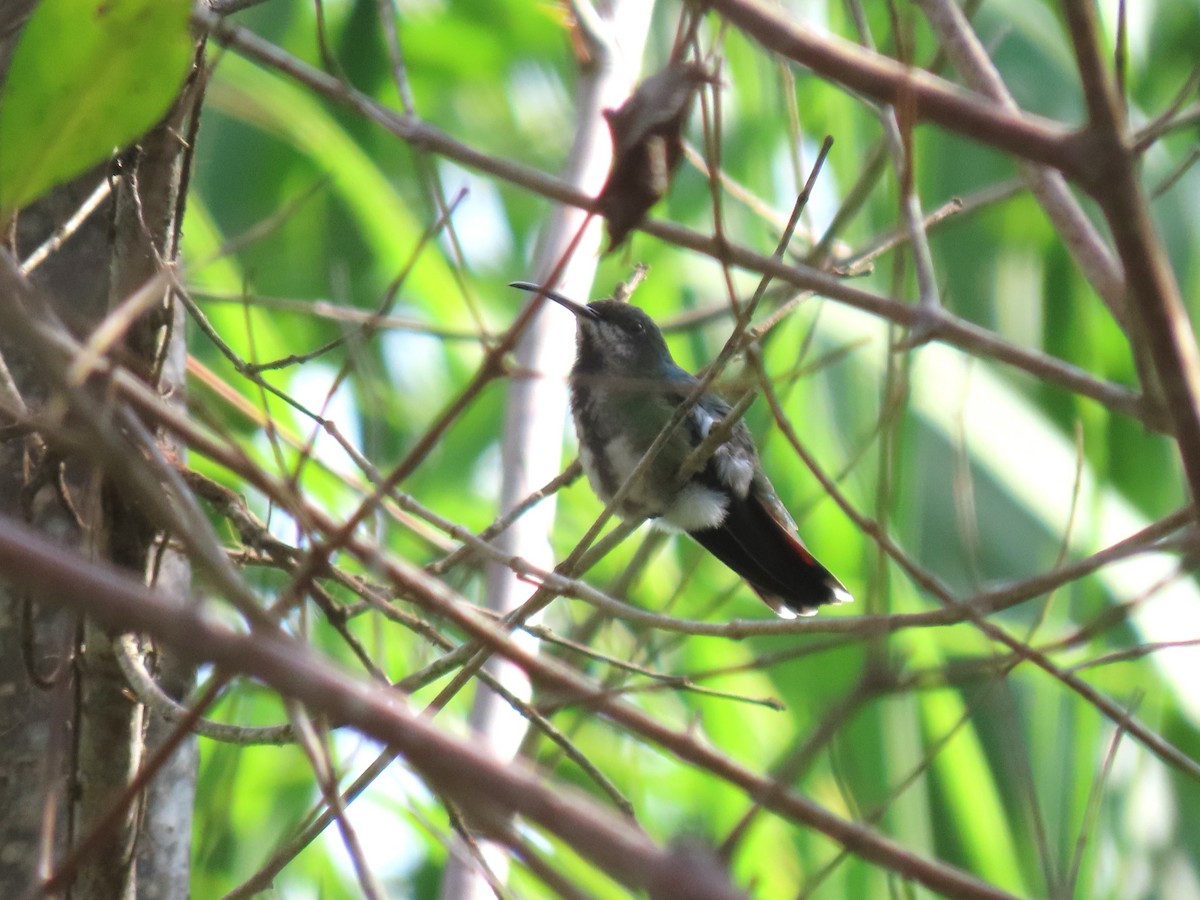kolibřík zelenohrdlý - ML620098626