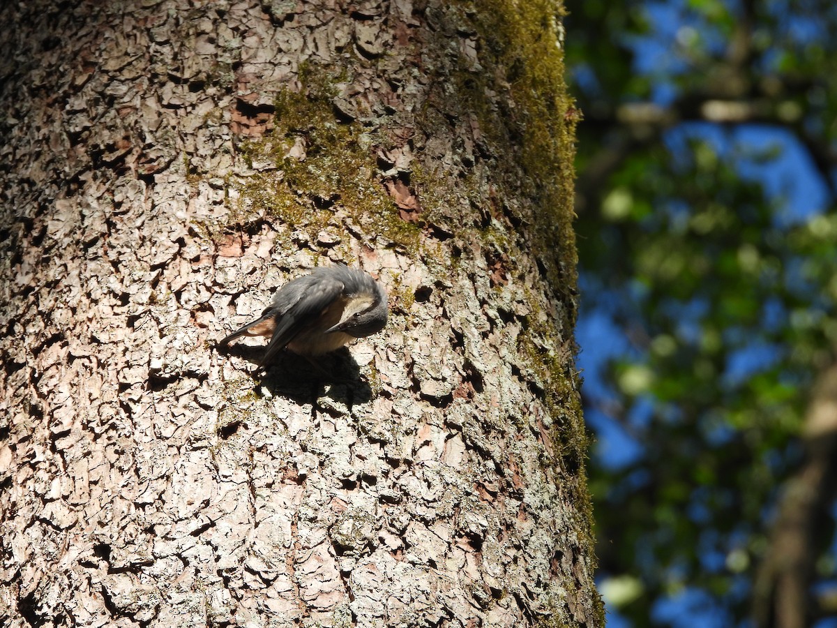 Eurasian Nuthatch - ML620098627