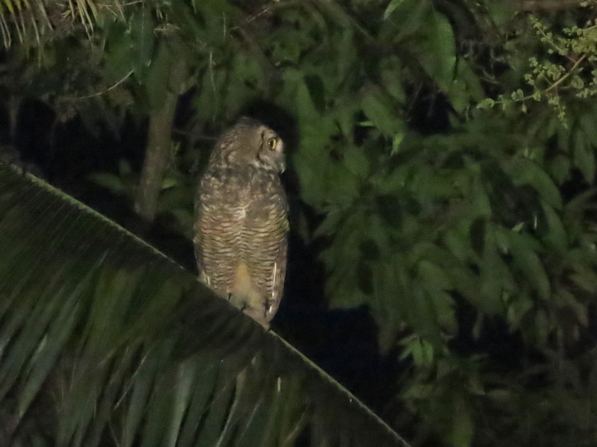 Great Horned Owl - ML620098631