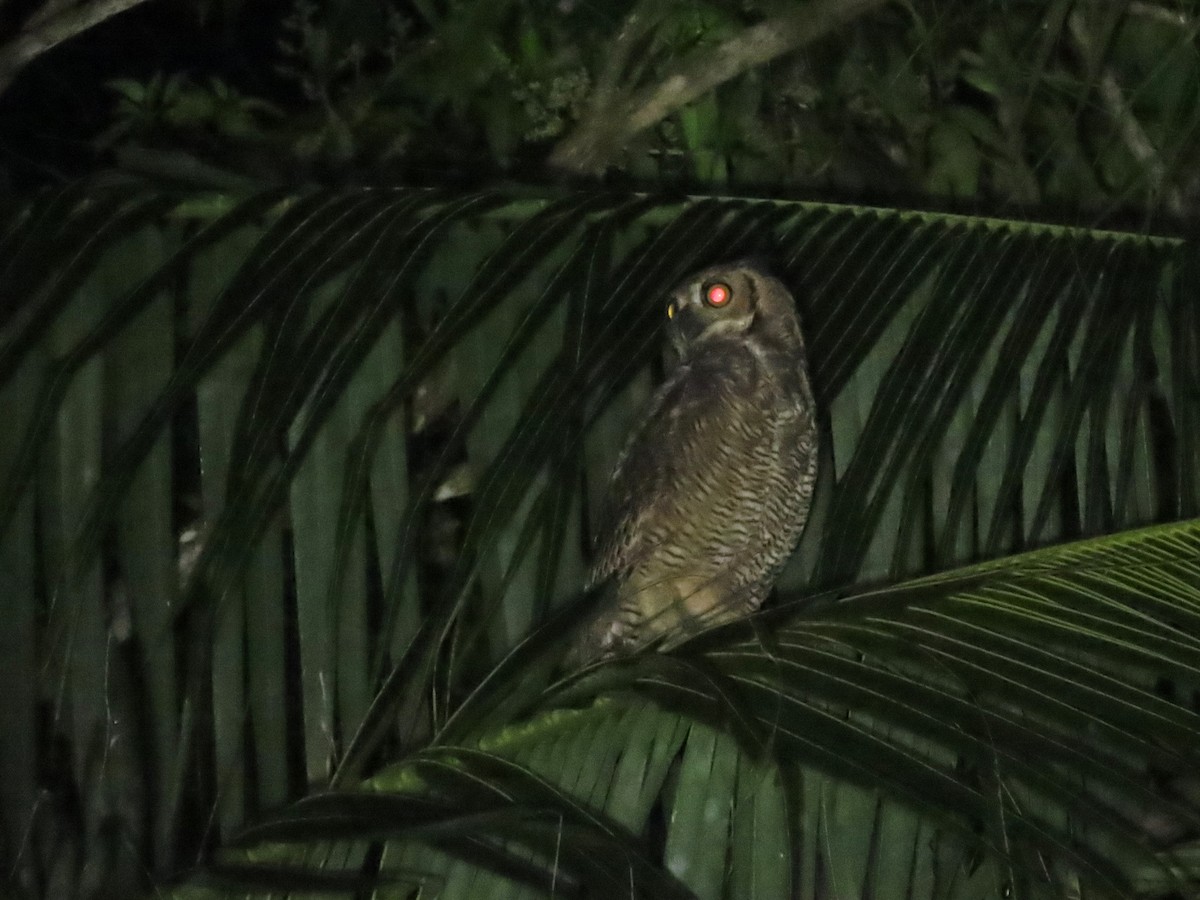 Great Horned Owl - ML620098632
