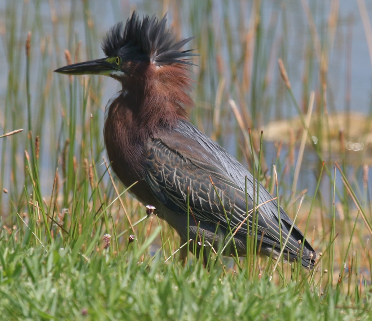 Green Heron - ML620098639