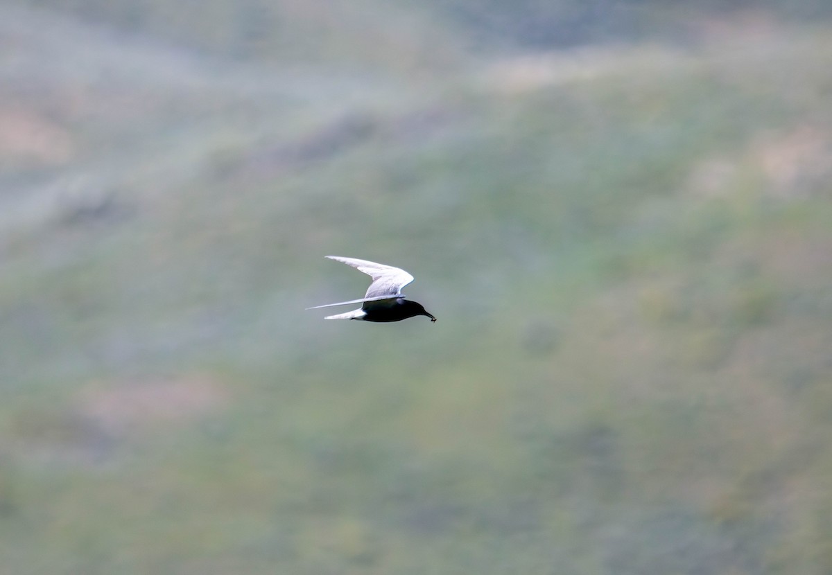 Black Tern - ML620098659