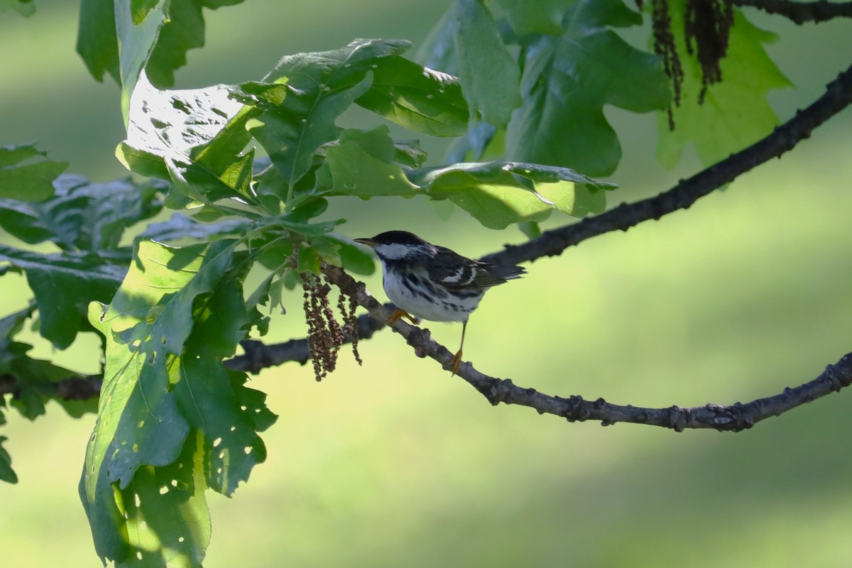 Blackpoll Warbler - ML620098667