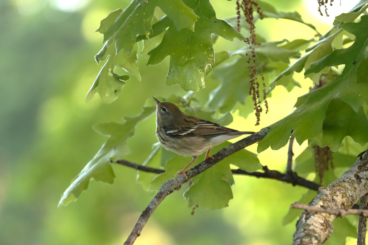 Blackpoll Warbler - ML620098668