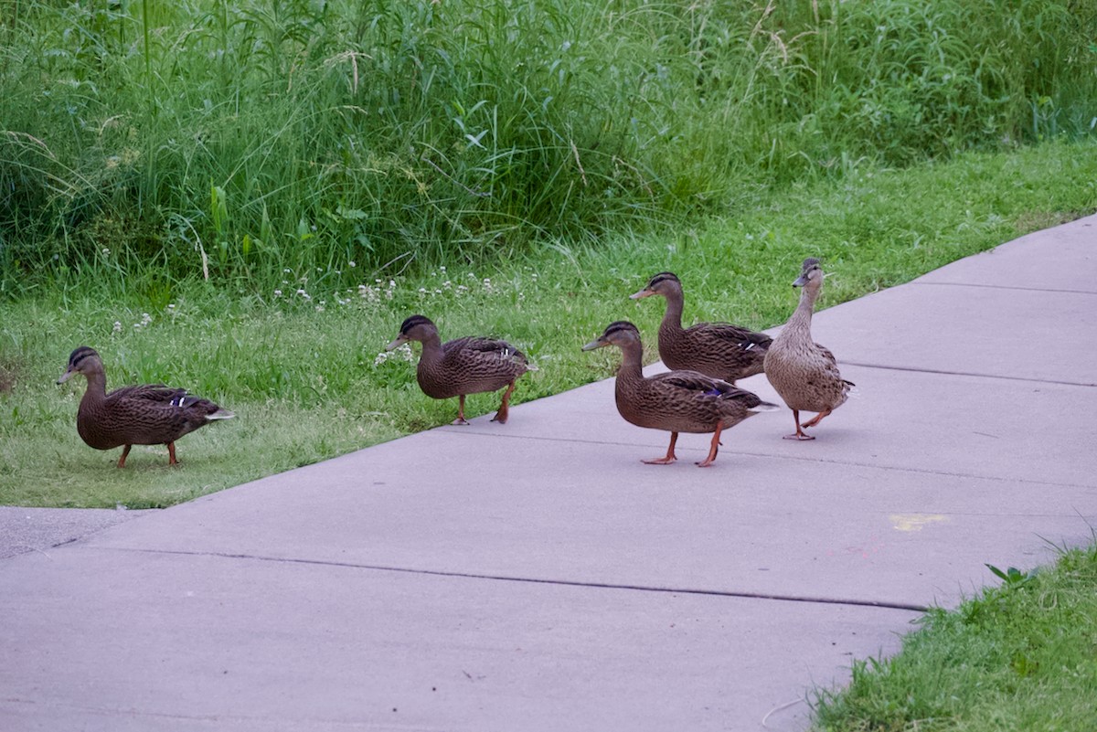 Canard colvert - ML620098681