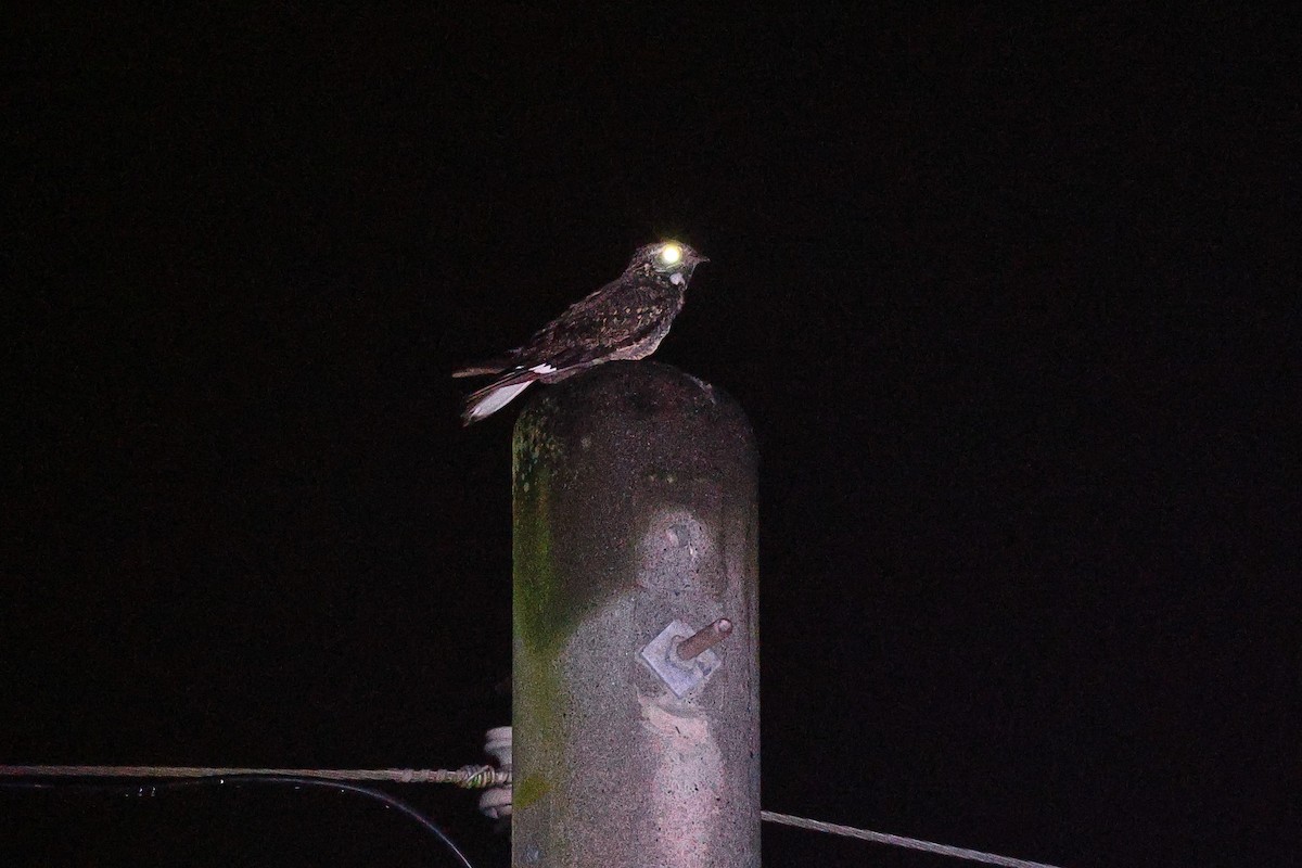 Savanna Nightjar (Northern) - ML620098683