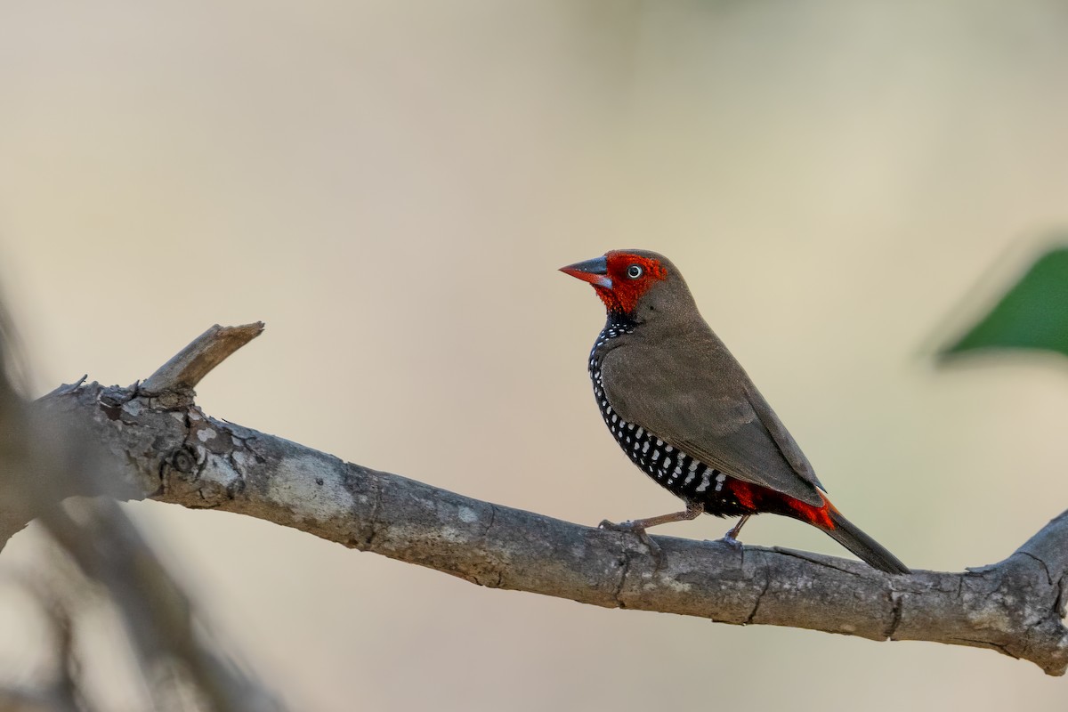 Painted Firetail - ML620098685