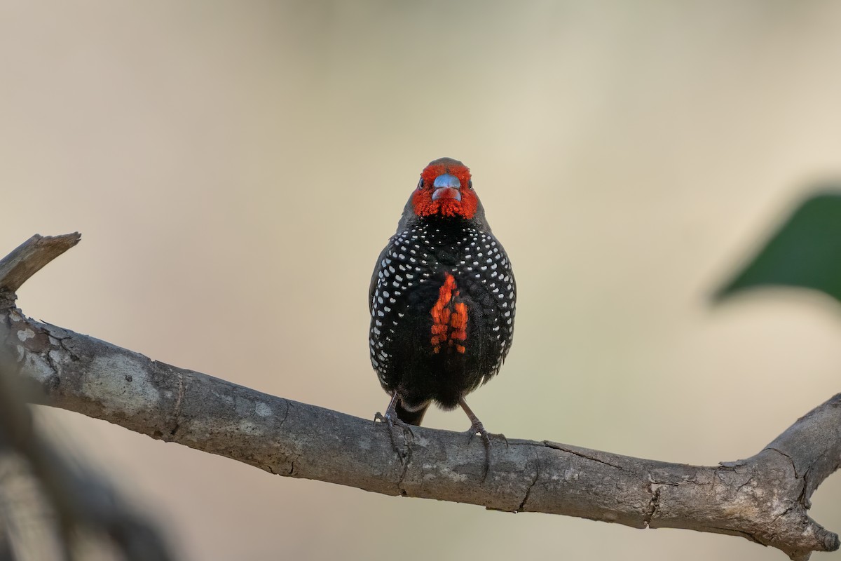 Painted Firetail - ML620098686