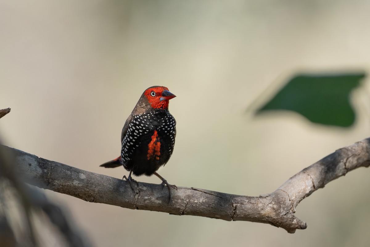 Painted Firetail - ML620098687