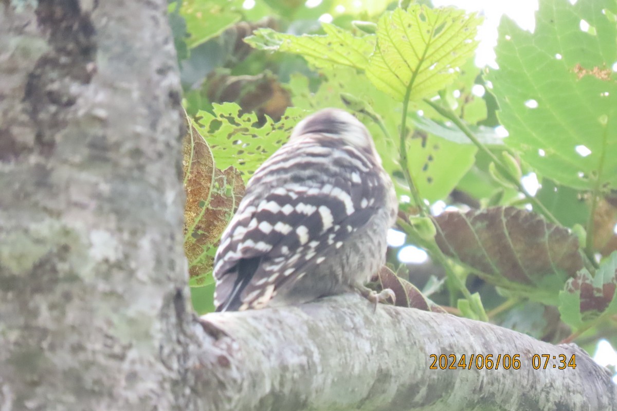 Japanese Pygmy Woodpecker - ML620098691