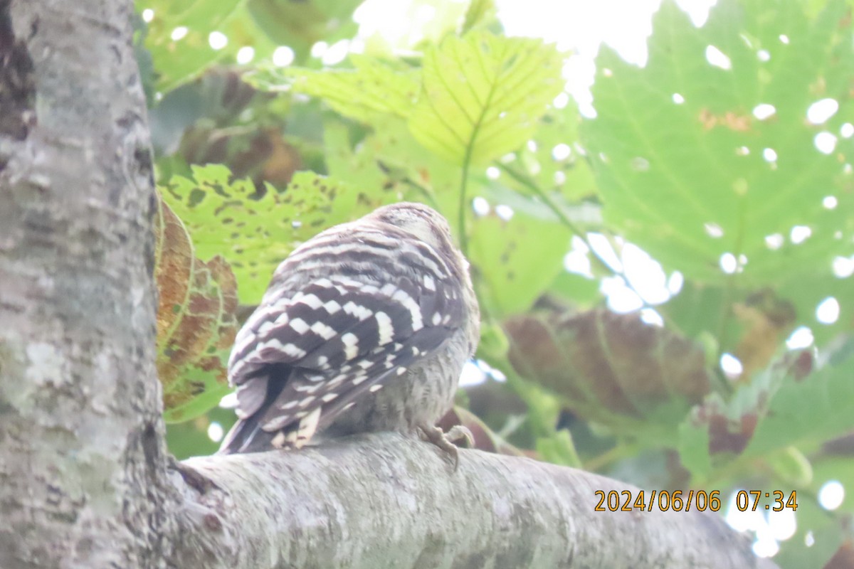 Japanese Pygmy Woodpecker - ML620098692