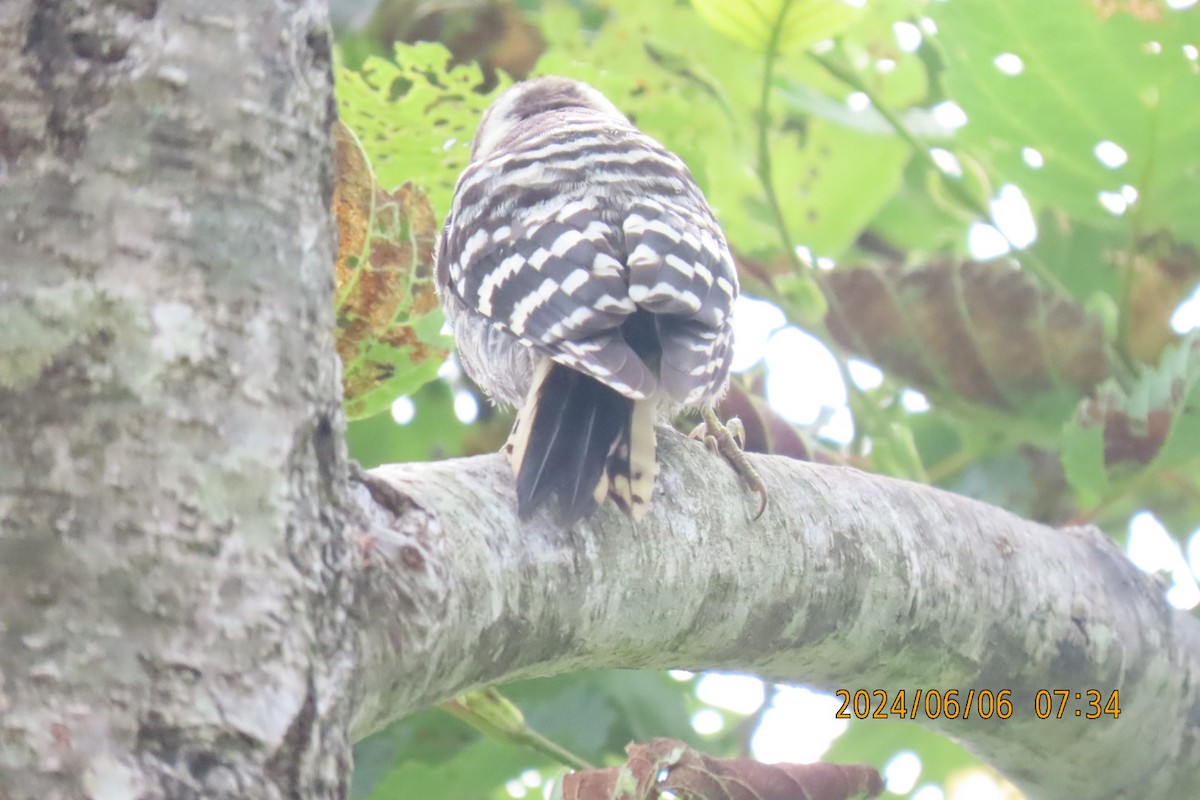 Japanese Pygmy Woodpecker - ML620098693