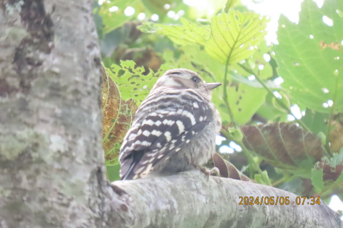Japanese Pygmy Woodpecker - ML620098695