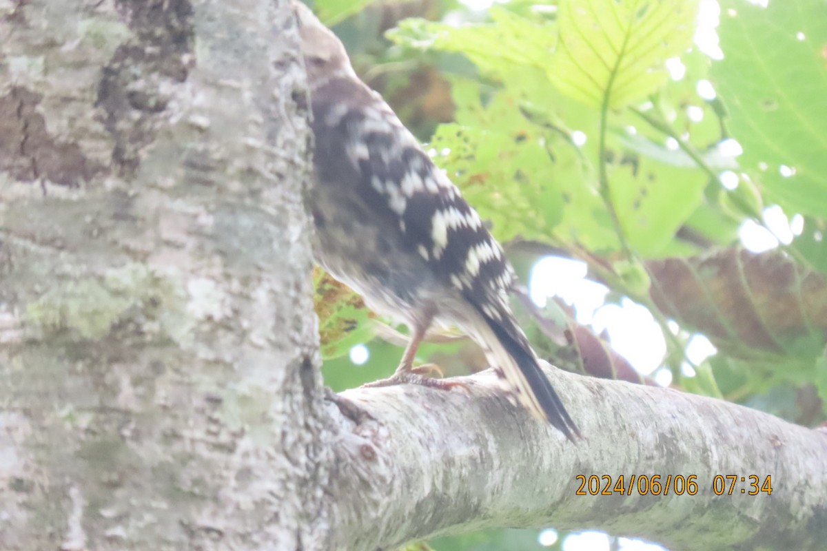 Japanese Pygmy Woodpecker - ML620098697