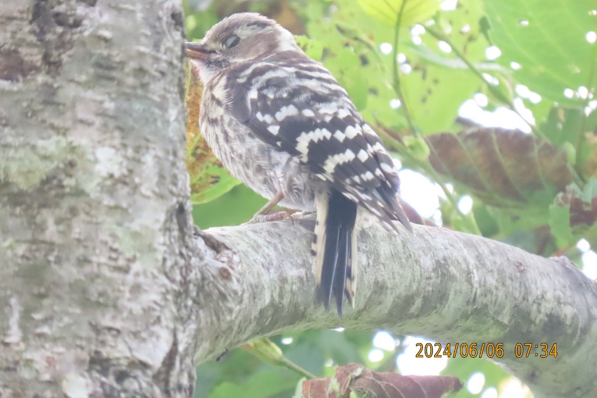 Japanese Pygmy Woodpecker - ML620098699