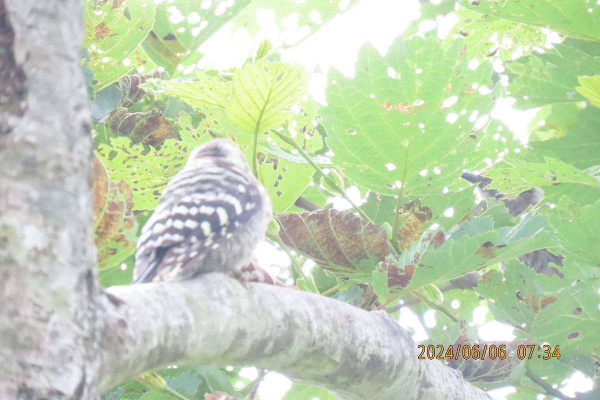 Japanese Pygmy Woodpecker - ML620098700