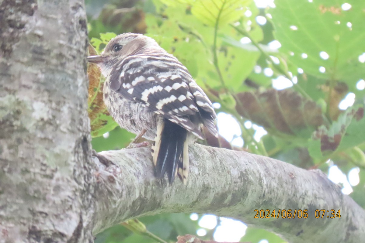 Japanese Pygmy Woodpecker - ML620098701