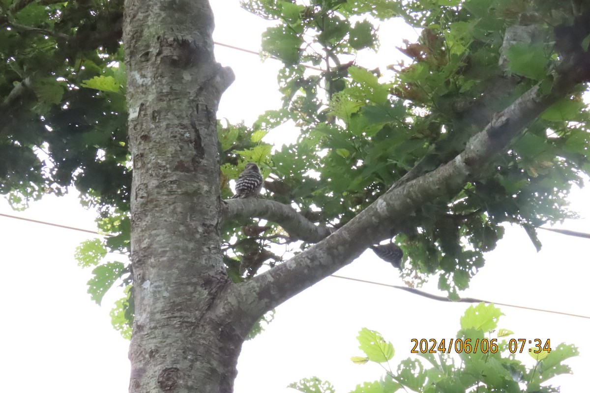 Japanese Pygmy Woodpecker - ML620098702
