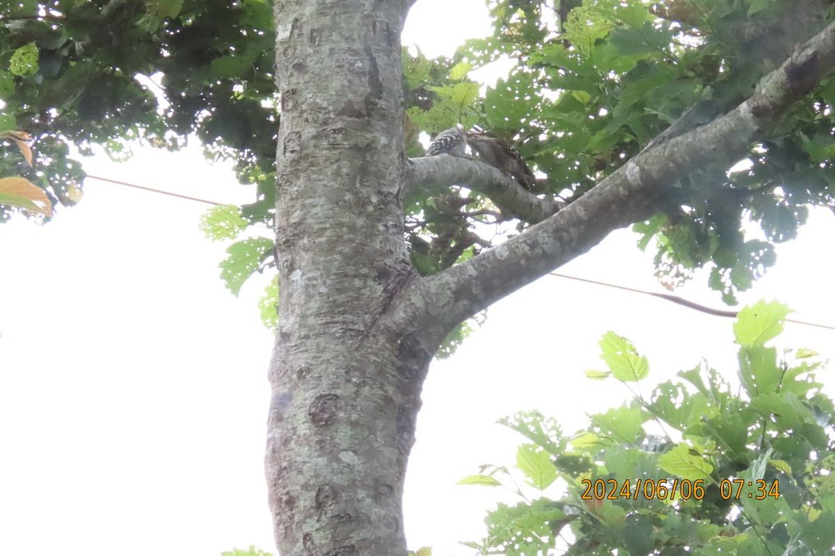 Japanese Pygmy Woodpecker - ML620098703
