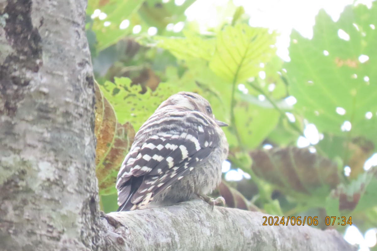 Japanese Pygmy Woodpecker - ML620098704