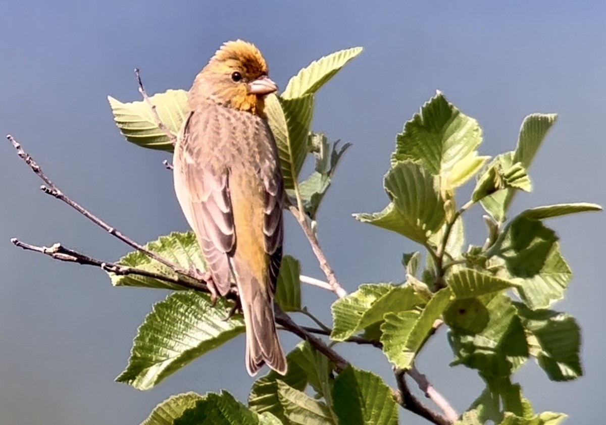 Common Rosefinch - ML620098707