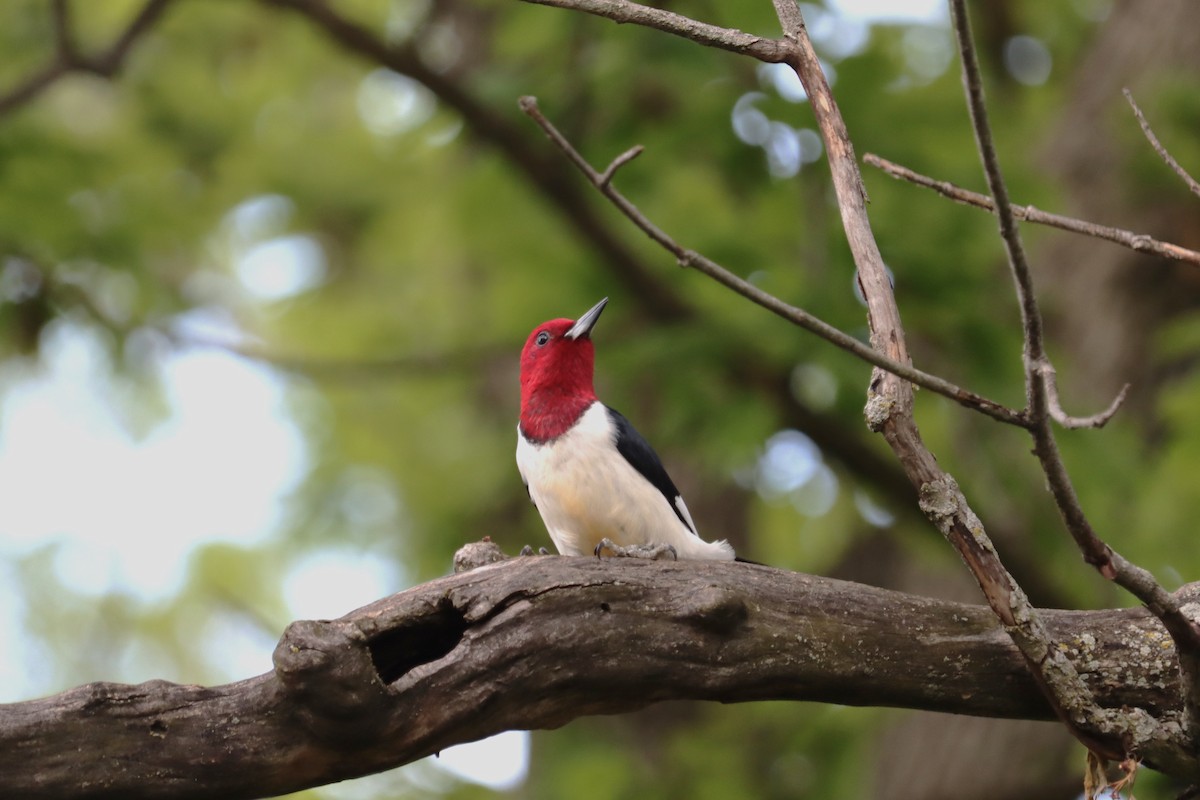 Red-headed Woodpecker - ML620098712