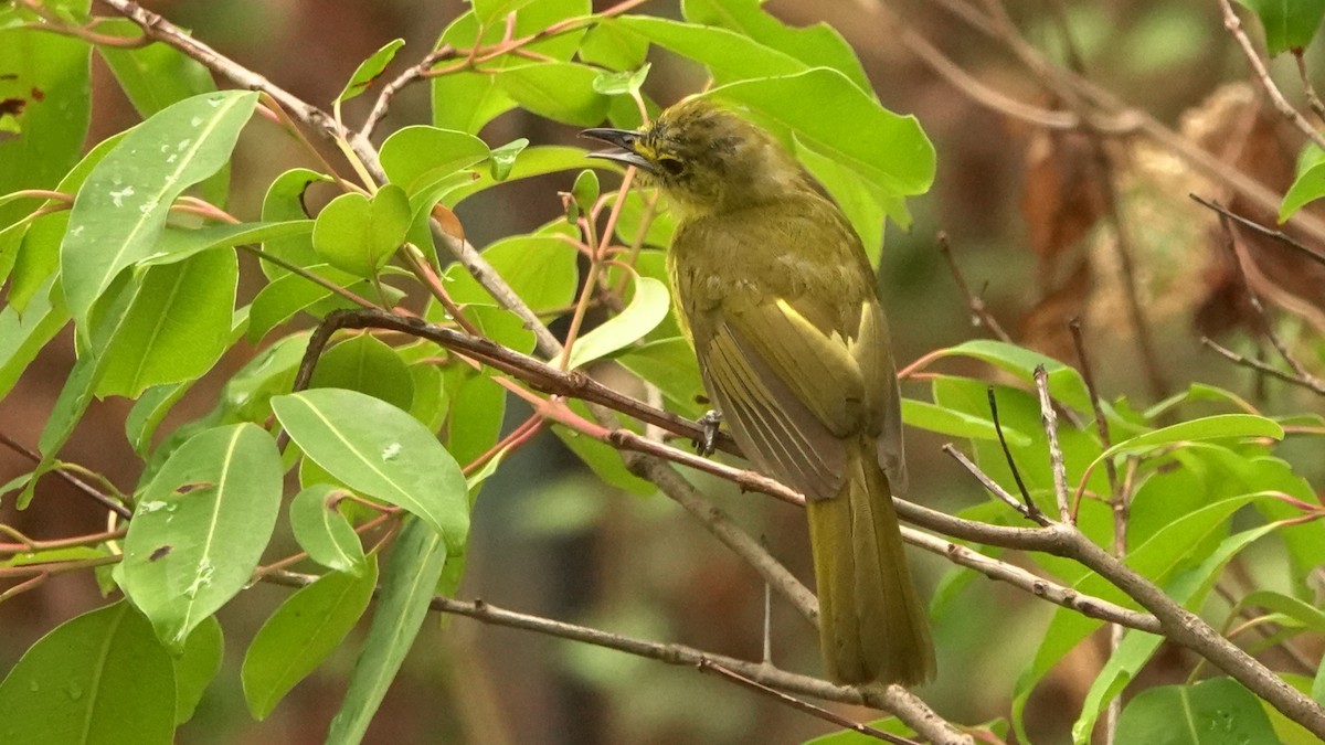 Yellow-browed Bulbul - Dinesh Sharma