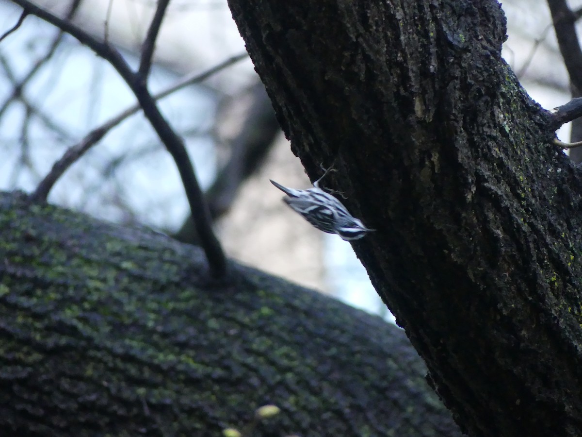 Black-and-white Warbler - ML620098750