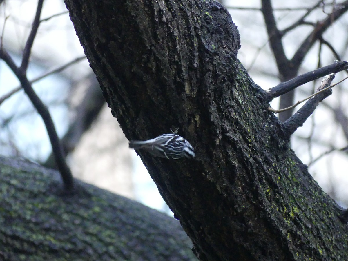 Black-and-white Warbler - ML620098753