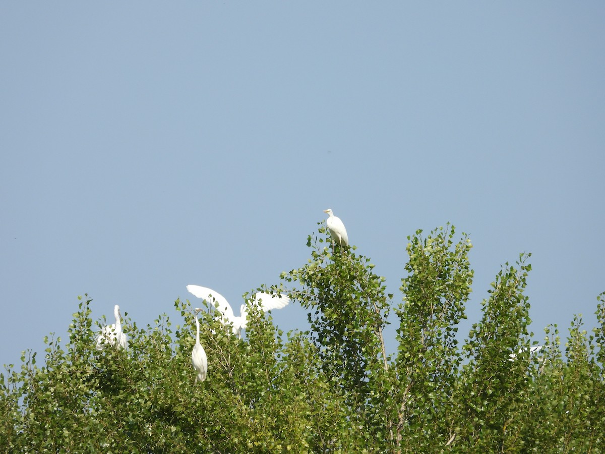 Western Cattle Egret - ML620098776