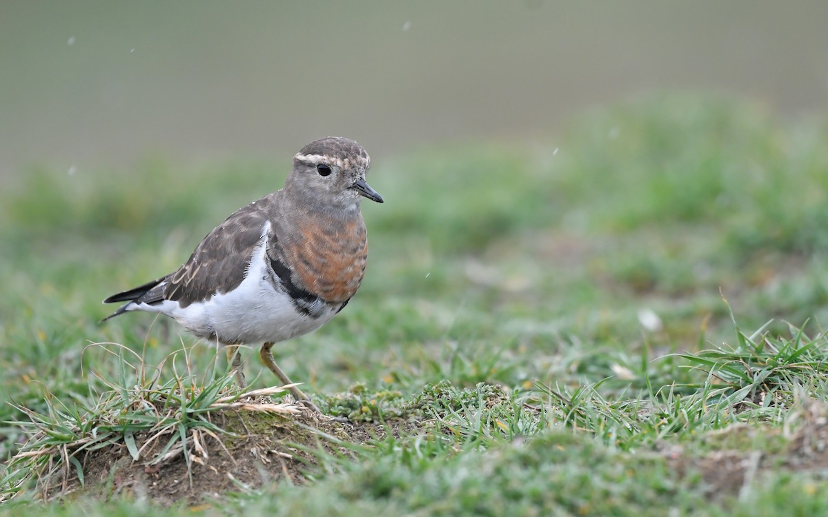 Rufous-chested Dotterel - ML620098784