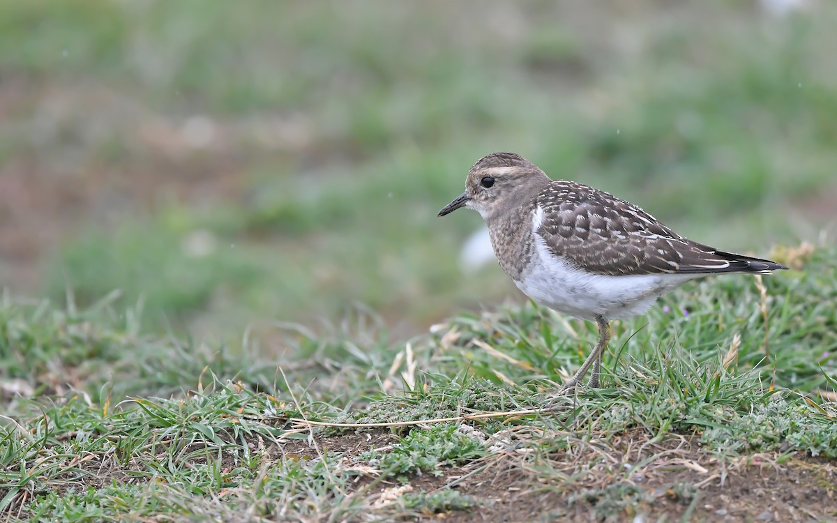 Rufous-chested Dotterel - ML620098788