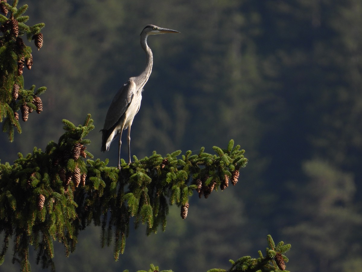 Gray Heron - ML620098794