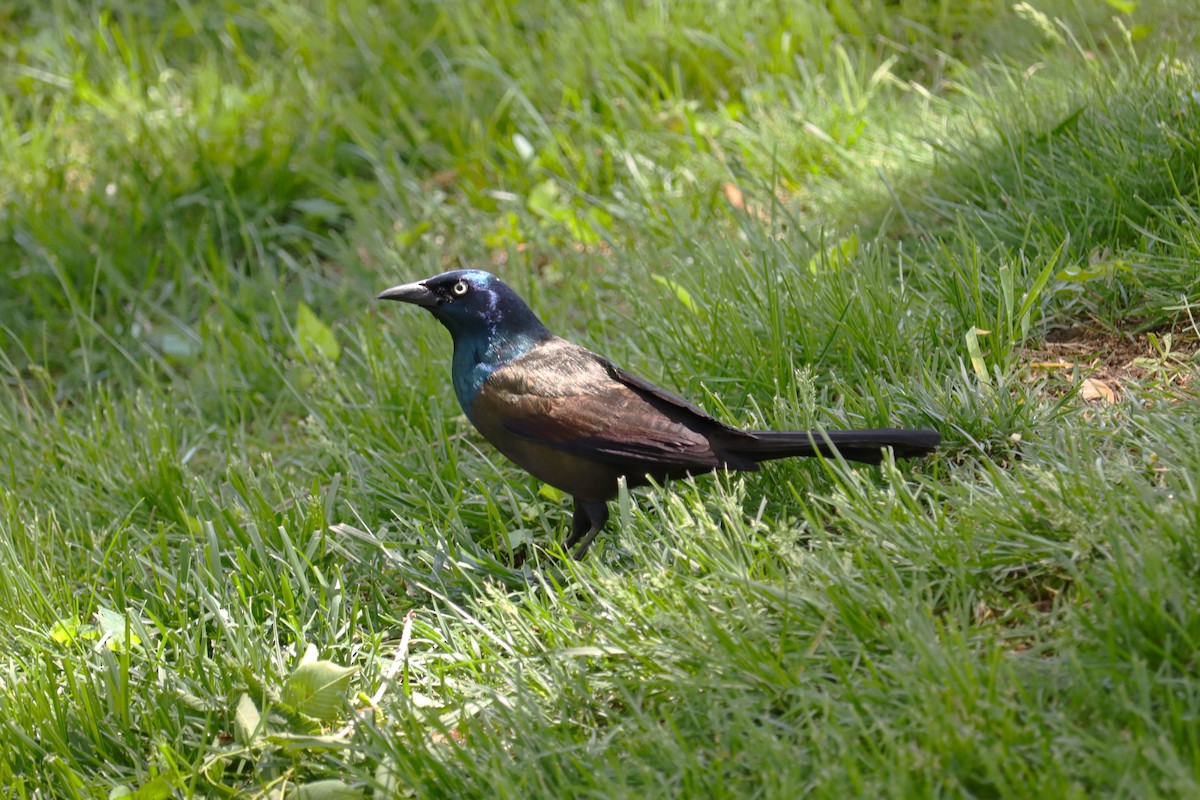 Common Grackle - ML620098804