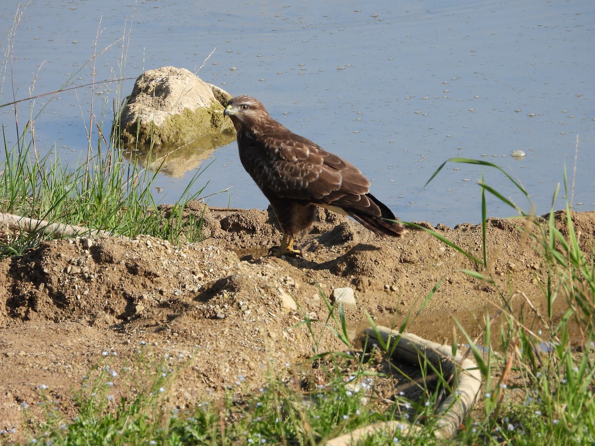 Mäusebussard - ML620098808