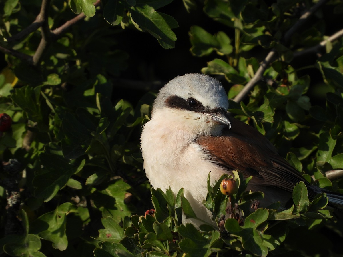 Red-backed Shrike - ML620098813