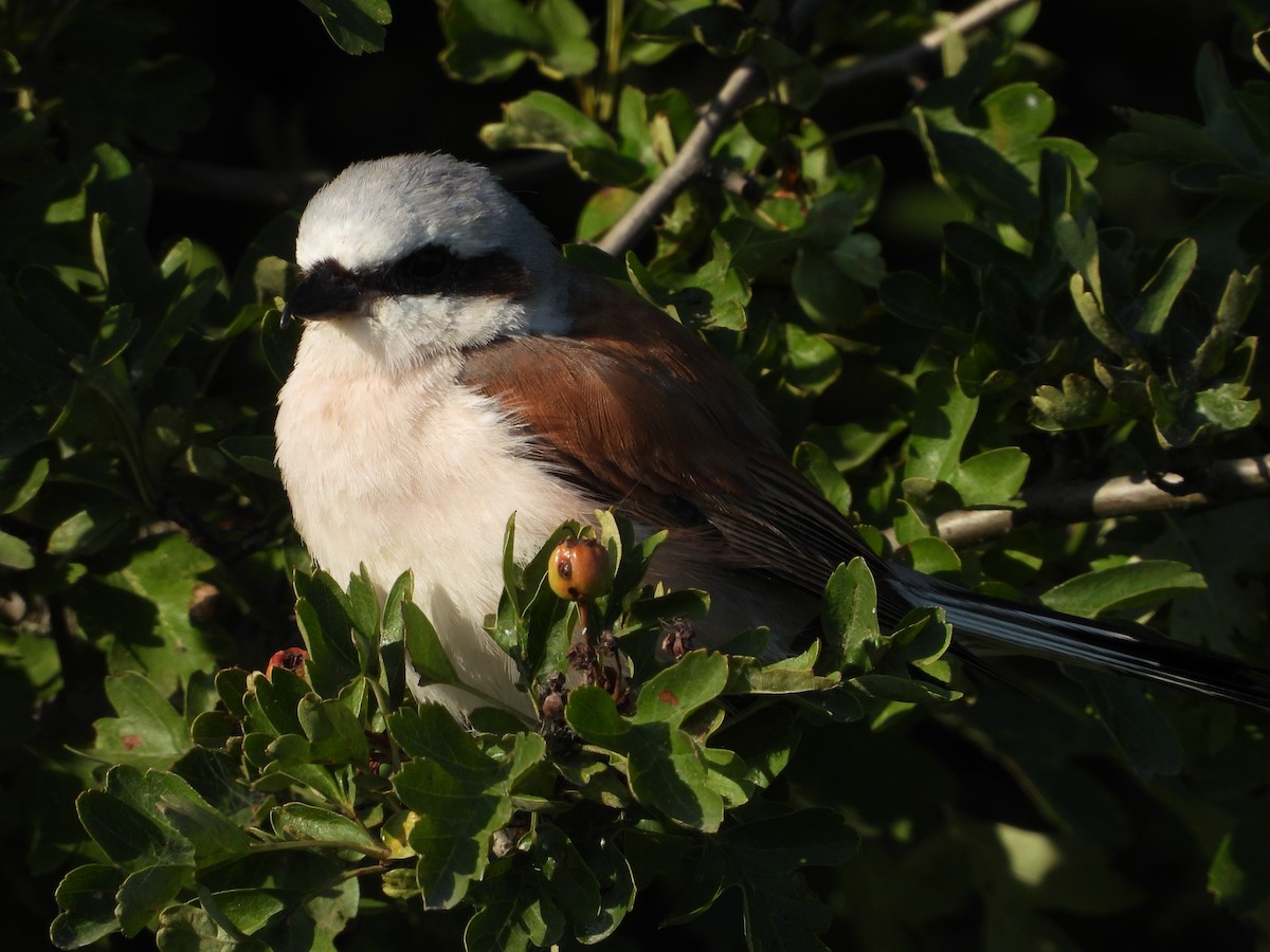 Red-backed Shrike - ML620098814