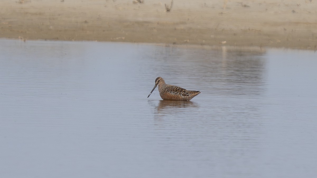 Long-billed Dowitcher - ML620098819
