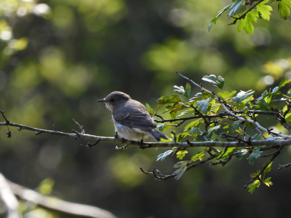 Spotted Flycatcher - ML620098831