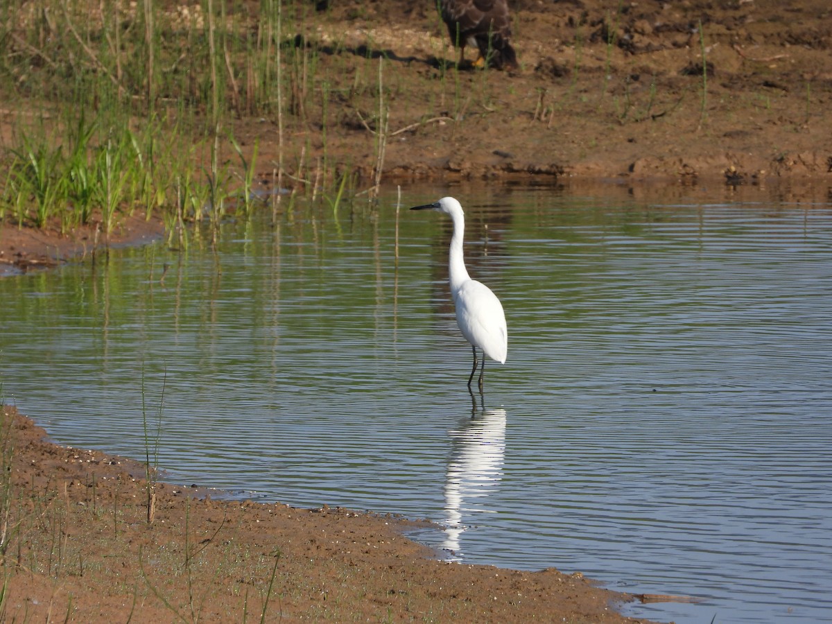 Aigrette garzette - ML620098837