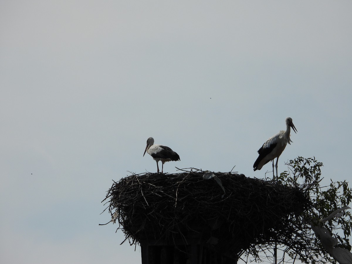 White Stork - ML620098848