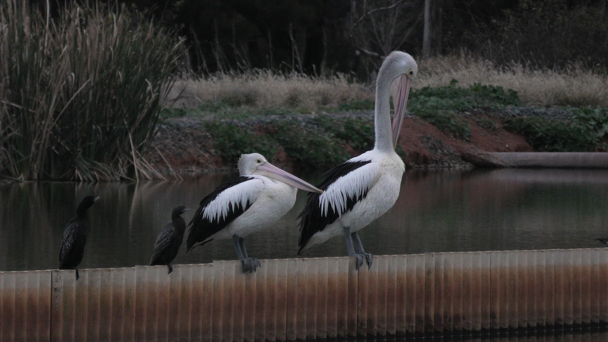 pelikán australský - ML620098855