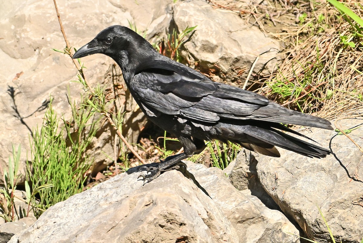 American Crow - ML620098885