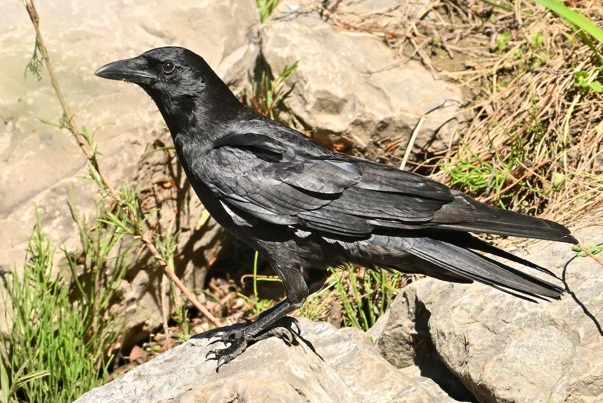 American Crow - ML620098887