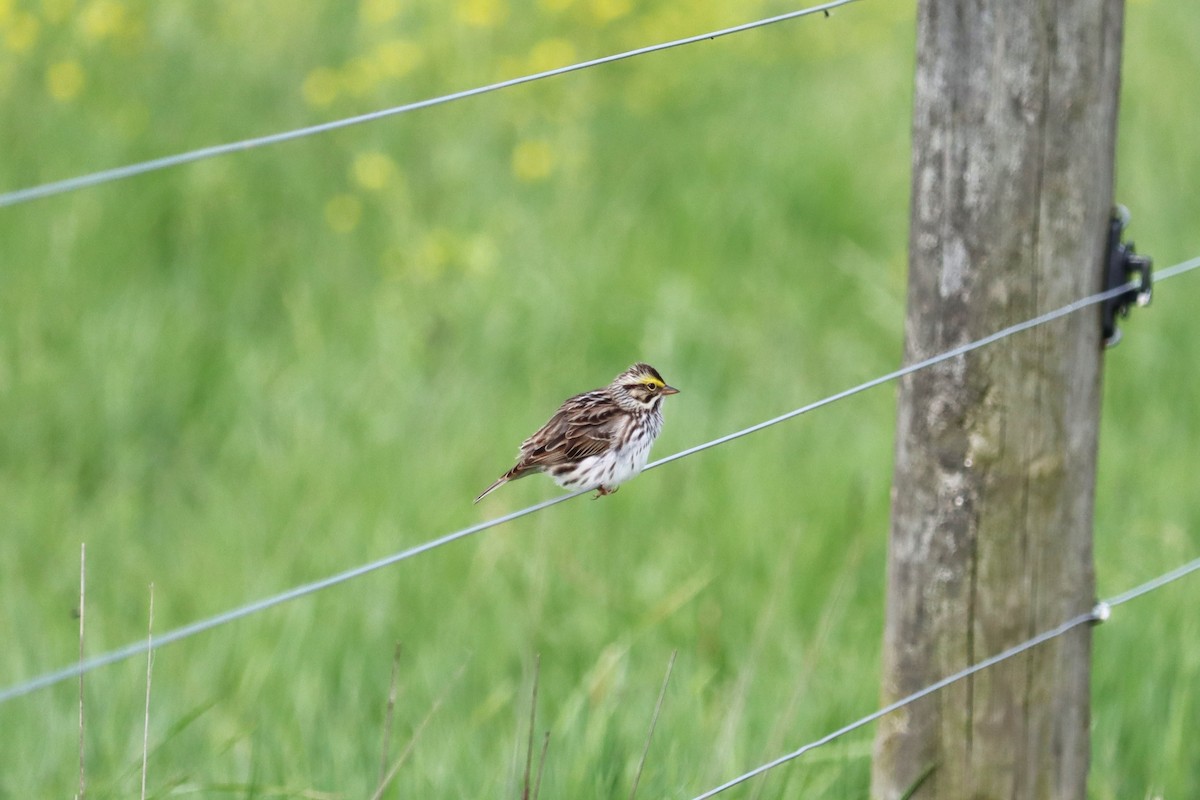 Savannah Sparrow - ML620098920