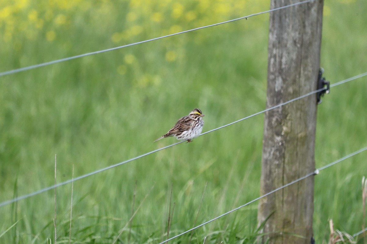 Savannah Sparrow - ML620098921